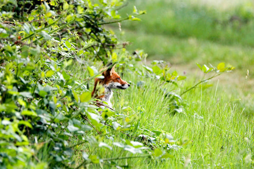 EIn Fuchs, der am Rande einer Lichtung etwas versteckt die Landschaft beobachtet.