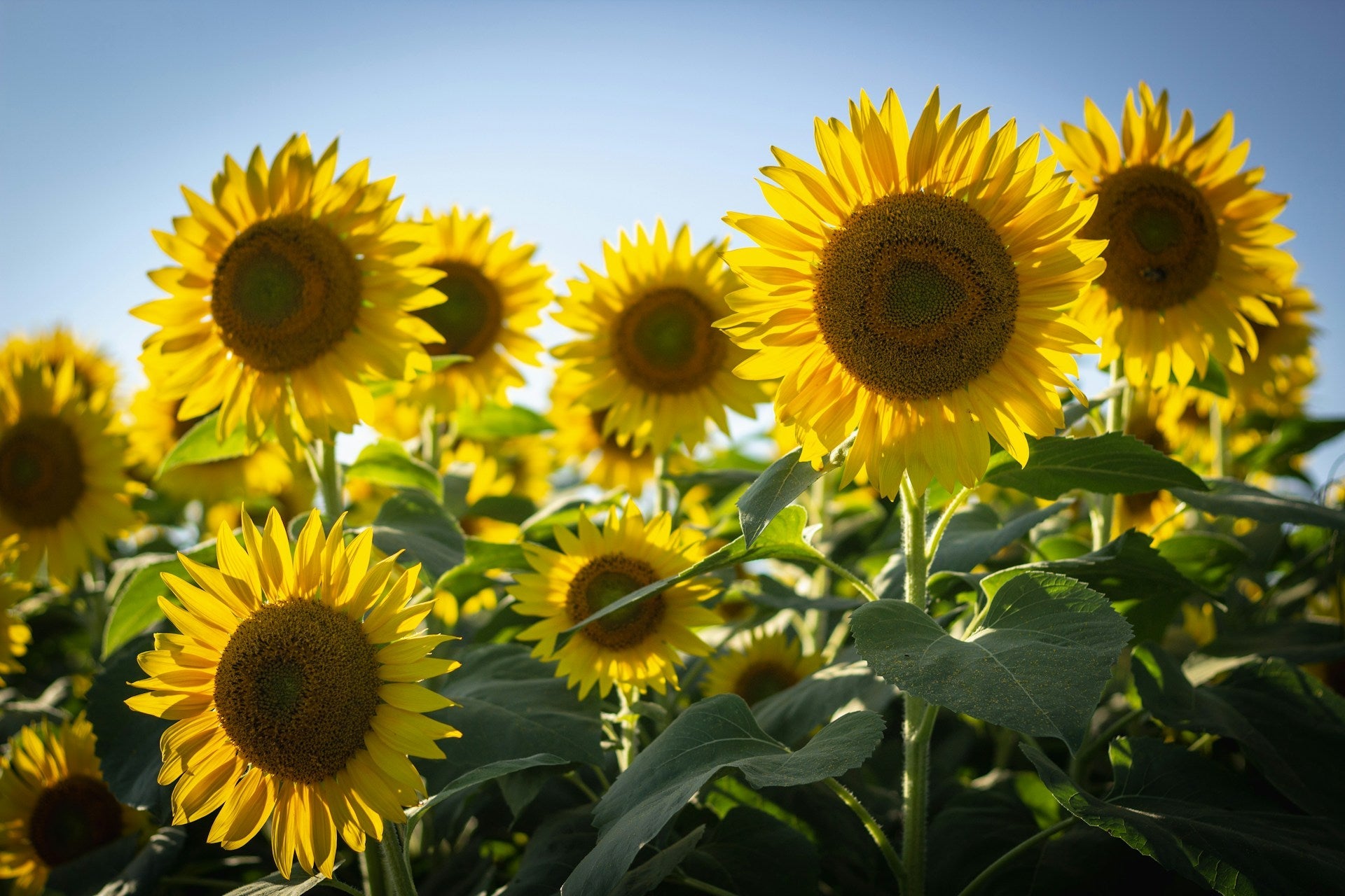 articles/sonnenblume2_0956ca1e-247e-4e87-b8aa-c6f49757fc38.jpg