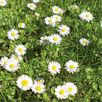 Gänseblümchen Klosterkräuterextrakt