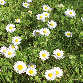 Gänseblümchen Klosterkräuterextrakt
