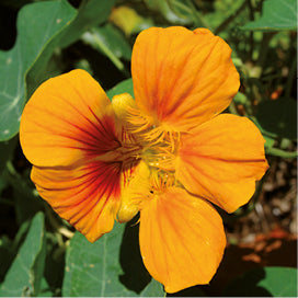 Nasturtium Monastery Herb Extract