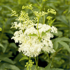 Mädesüss Klosterkräuterextrakt