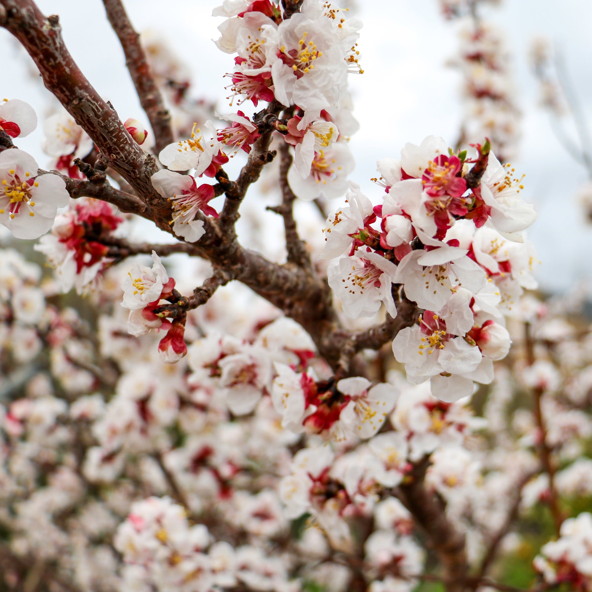Mallorquinische Mandeln, gehackt