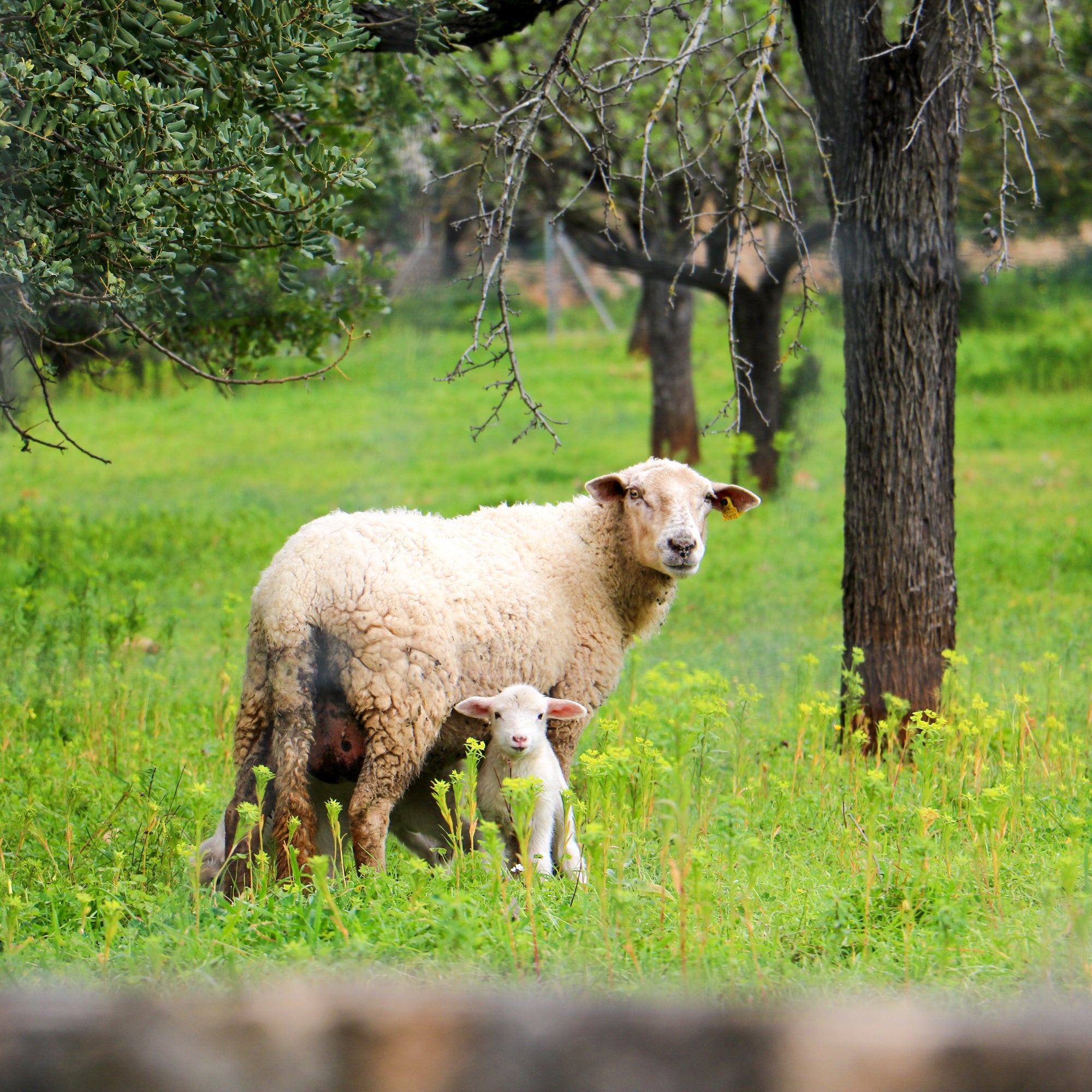 Mallorquinische Mandeln, gehackt