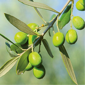 Olivenblatt Klosterkräuterextrakt