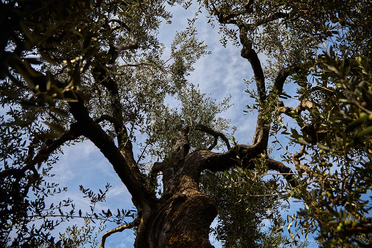 Cagnara Terra di Bari Olivenöl extra nativ D.O.P.