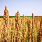 Quinoa-Feld
