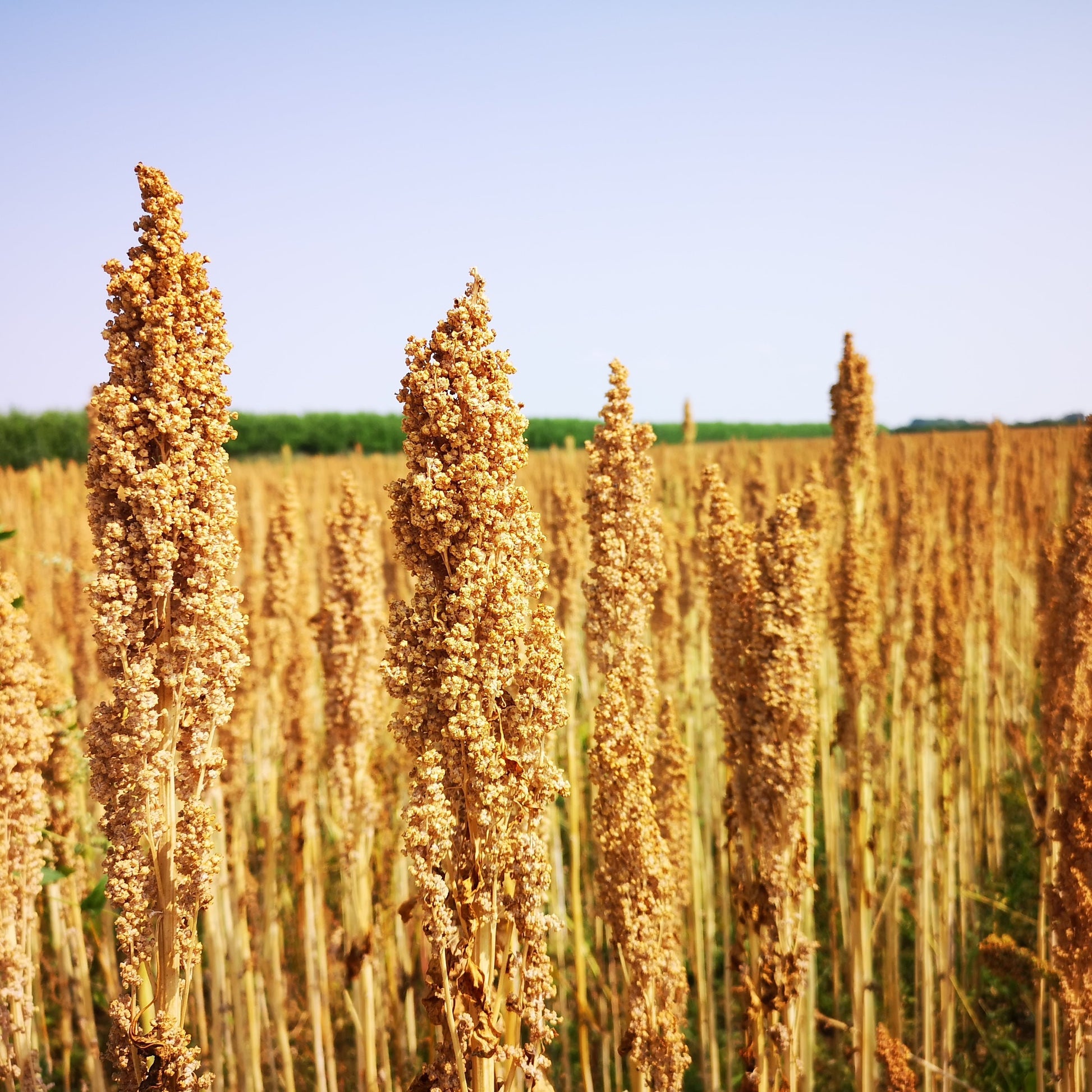 Quinoa-Feld