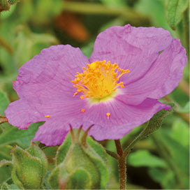 Rockrose Monastery Herb Extract