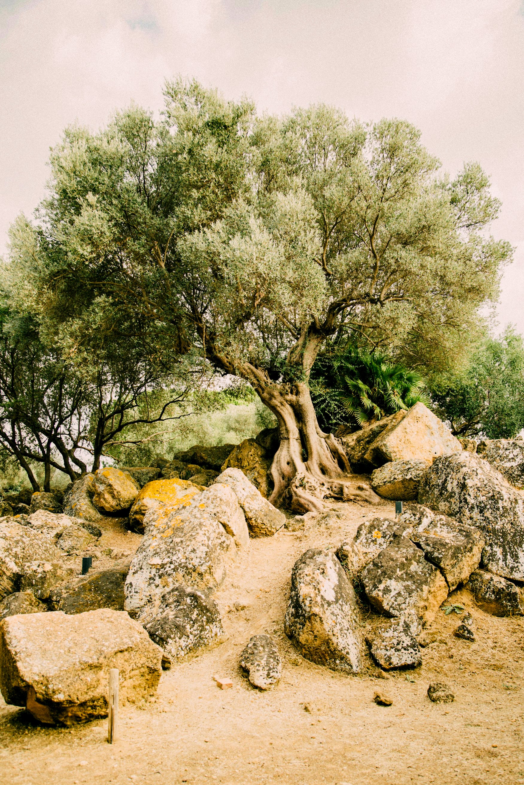 Alter Olivenbaum in mediterraner Landschaft