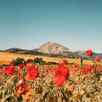 Blumenwiese mit rotem Mohn in schöner Landschaft in Spanien - dem Herkunftsort der Blütenpollen in LA VIDA FlowerPower.