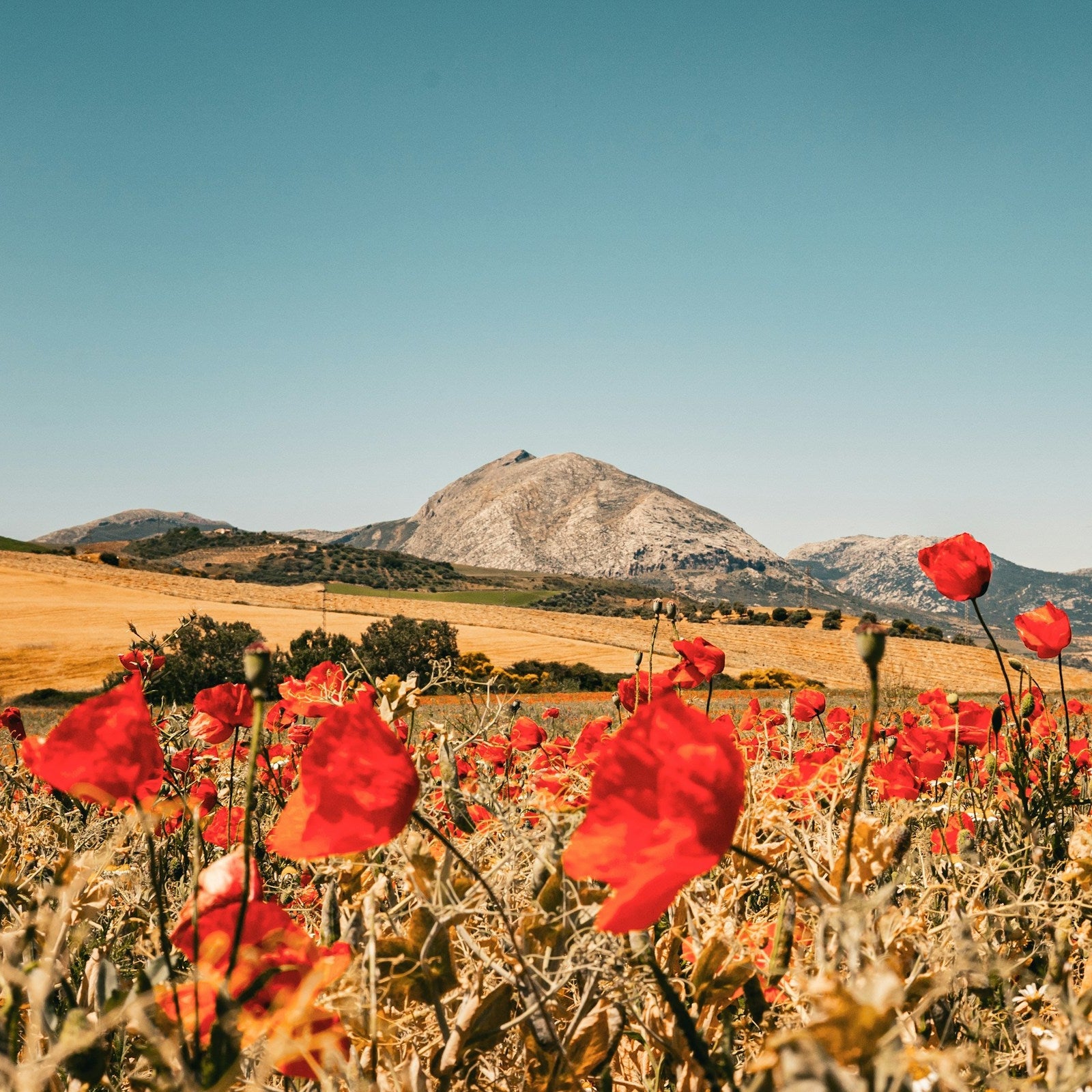 LA VIDA FlowerPower