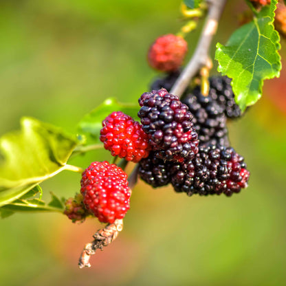 Frische Maulbeeren am Baum