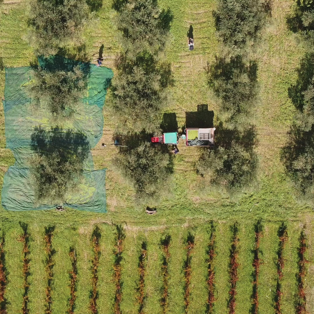 Nocellara del Belice Olivenöl extra nativ (Parrucca-Editon)