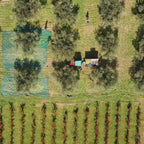 Nocellara del Belice Olivenöl extra nativ (Parrucca-Editon)