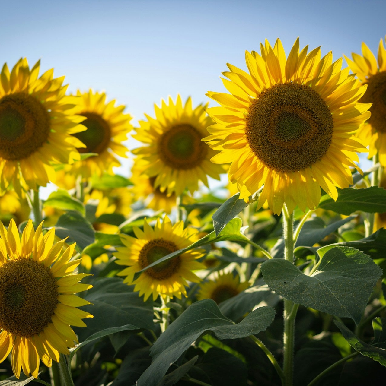 Sonnenblumenkerne, geschält