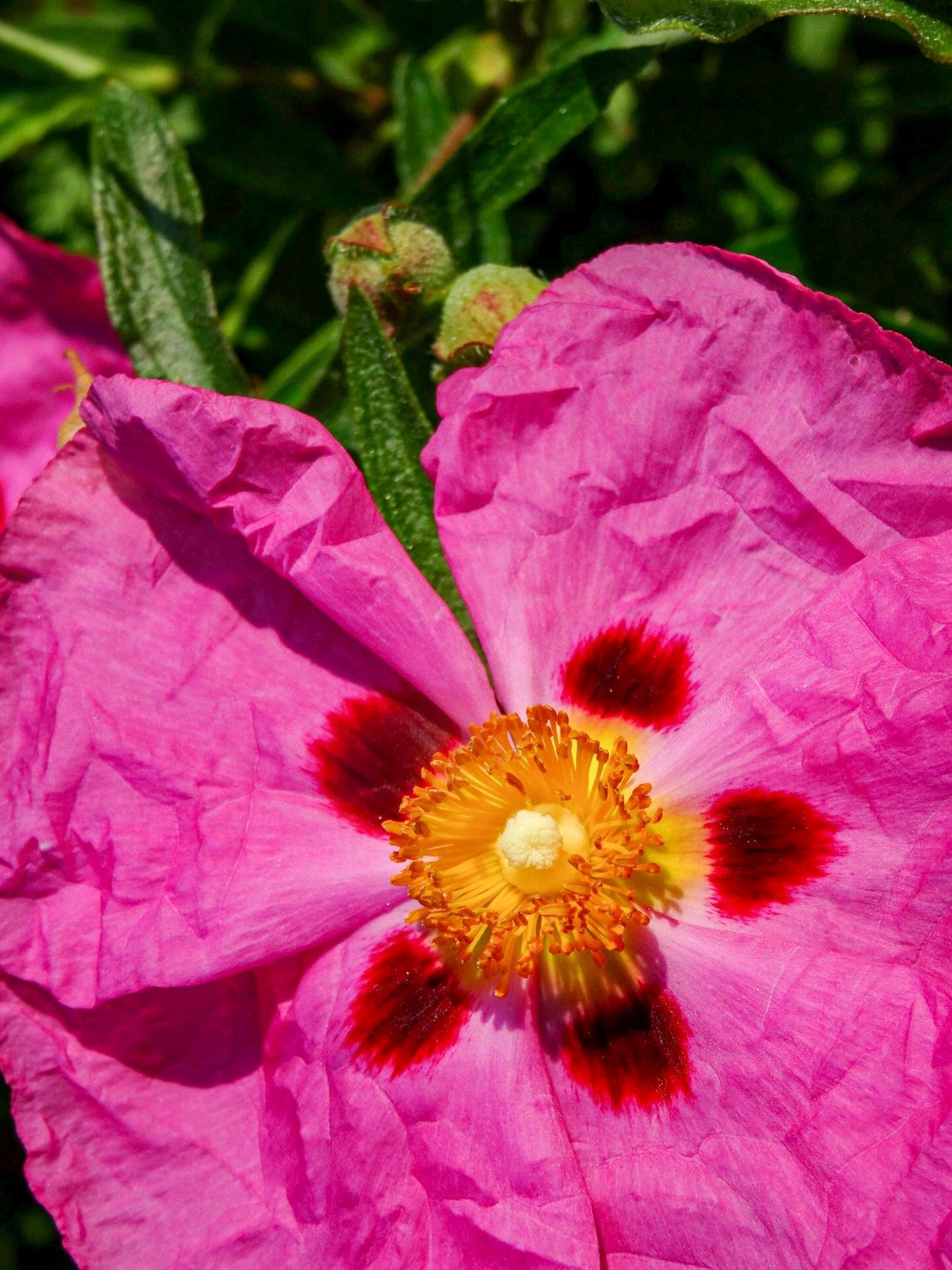 Zistrosenblüte